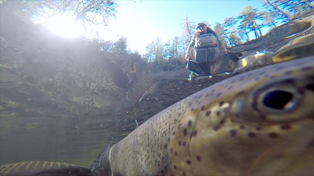 A different kind of hatchery: Nonprofit tries new technique to save wild steelhead