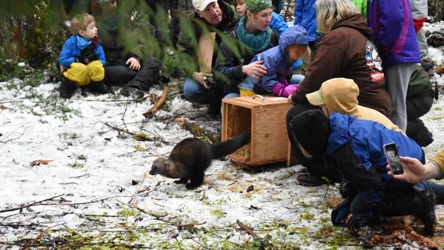 Rare weasel-like mammal makes a comeback in Washington state