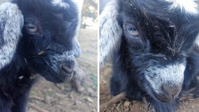 Meet WSDOT's newest weed warriors