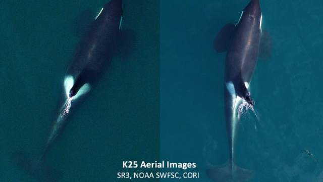 Non-federal employees plan to study health of sick orcas as shutdown continues