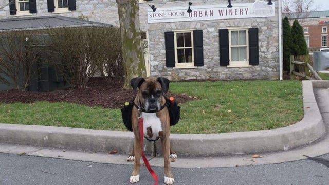 Dog delivers winery's booze during coronavirus outbreak