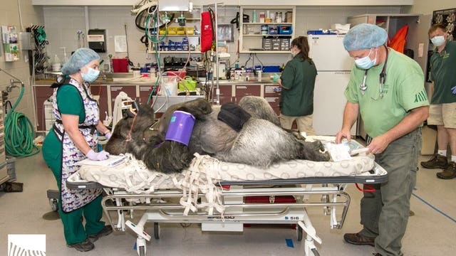 Seattle team performs life-saving surgery on Woodland Park gorilla