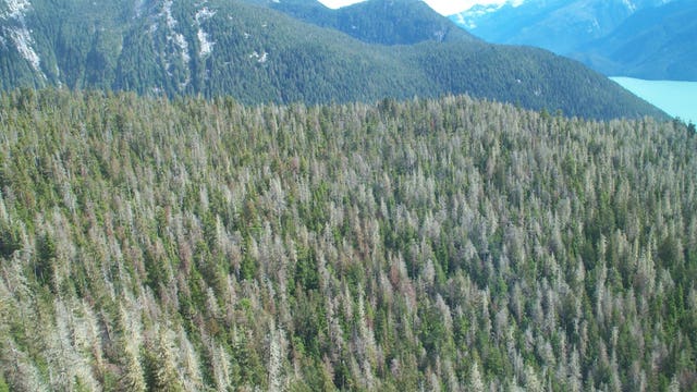 Study documents tree species' decline due to climate warming