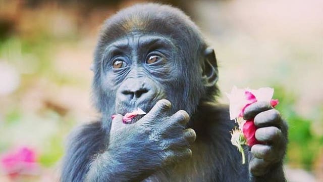 Woodland Park Zoo baby gorilla turns 1
