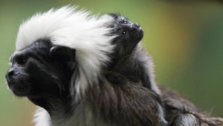 The Monkey Who Went Into the Cold