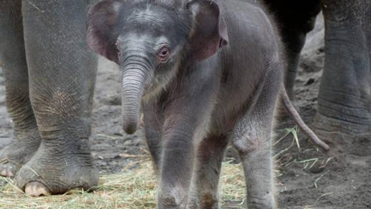 Elephant calf named Lily