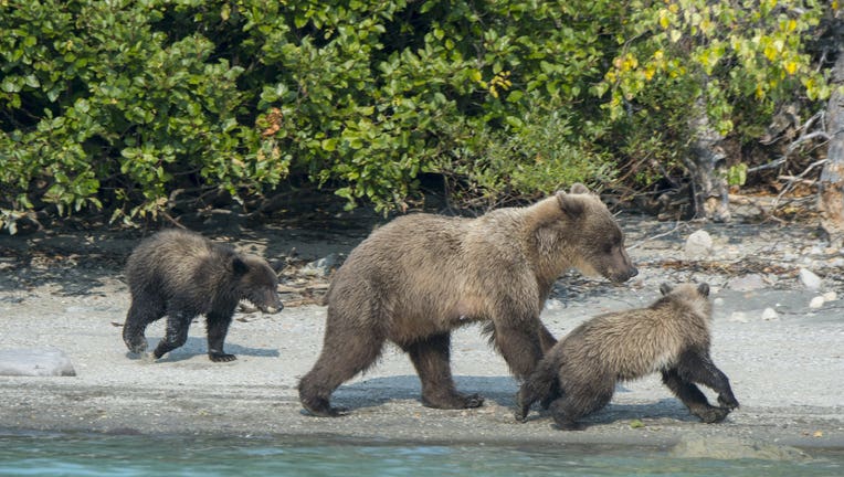 A Brown bear (Ursus arctos) sow and her cubs (about 6 months