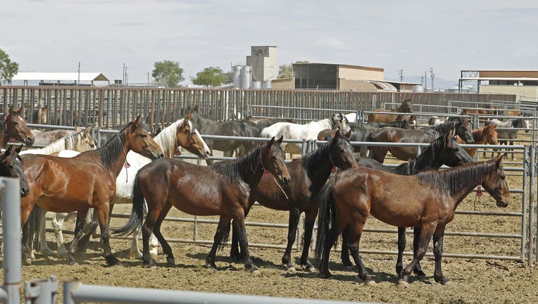 Trump Bureau Of Land Management Budget Seeks To Cull U.S. Wild Horses