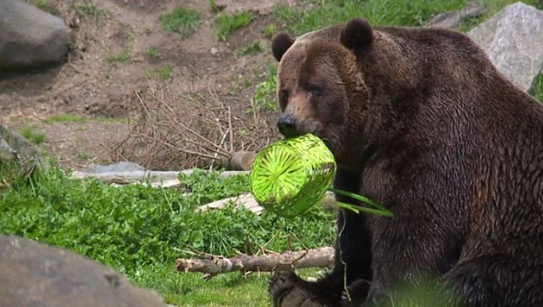 grizzly bear with basket