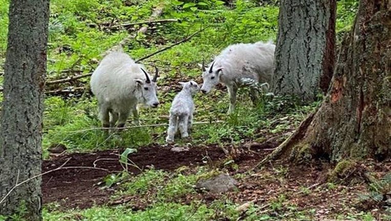 mountain goat kid