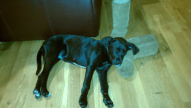 Craigslist Clarksville Tn Free Dog S Innovaide Free Dogs