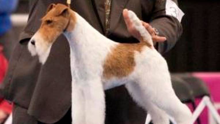 sky-wire-terrier-national-dog-show