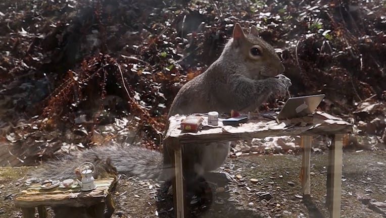 Squirrel tiny laptop