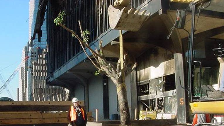 The 9/11 Survivor Tree