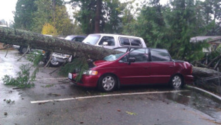 A tree falls on a car