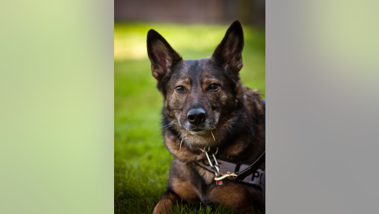 SPD's first female K9 retires after nearly 8 years of service | FOX 13