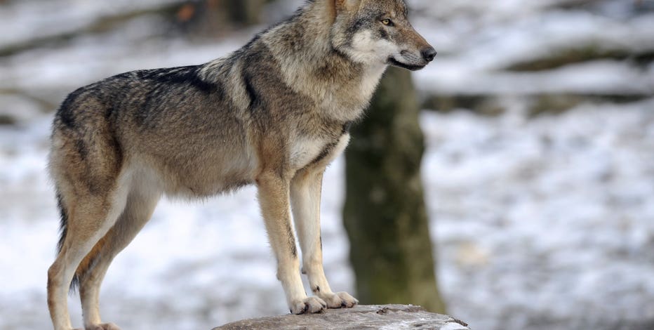 Washington wolf population hits record high in 2025