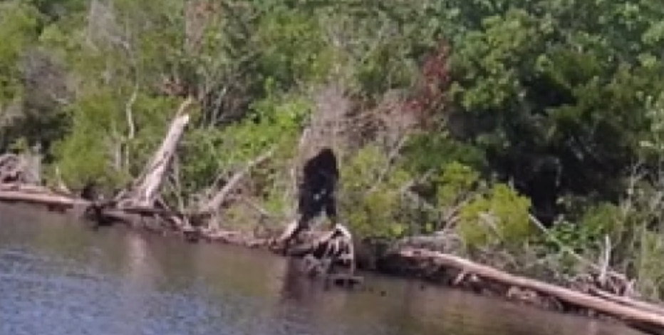 AGAIN? Virginia man claims to have spotted Bigfoot | FOX 13 Seattle