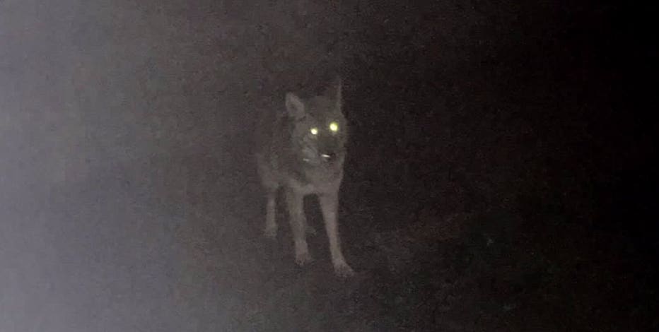 WA wildlife officials kill second coyote after Bellevue-area attacks