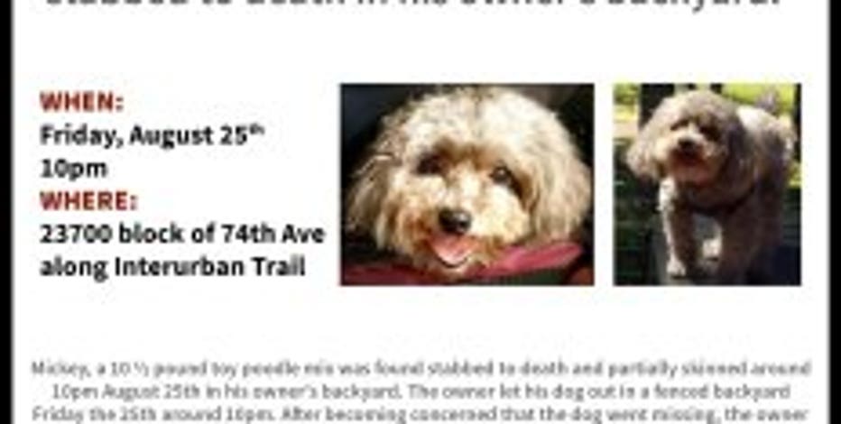Justice for Mickey: $7,500 reward offered for toy poodle's killer
