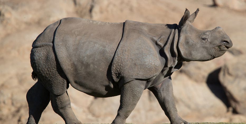 rhino-taj-4-jdl.jpg?ve=1&tl=1
