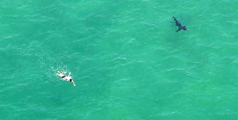 Incredible Aerial Video Shows Sharks Near Swimmers Off California Beach