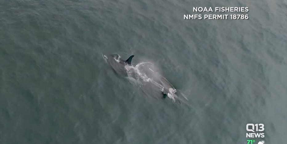 Lummi Nation’s new fight to bring orca Tokitae home