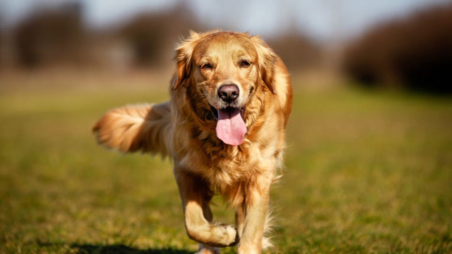 best behaved medium dog breeds