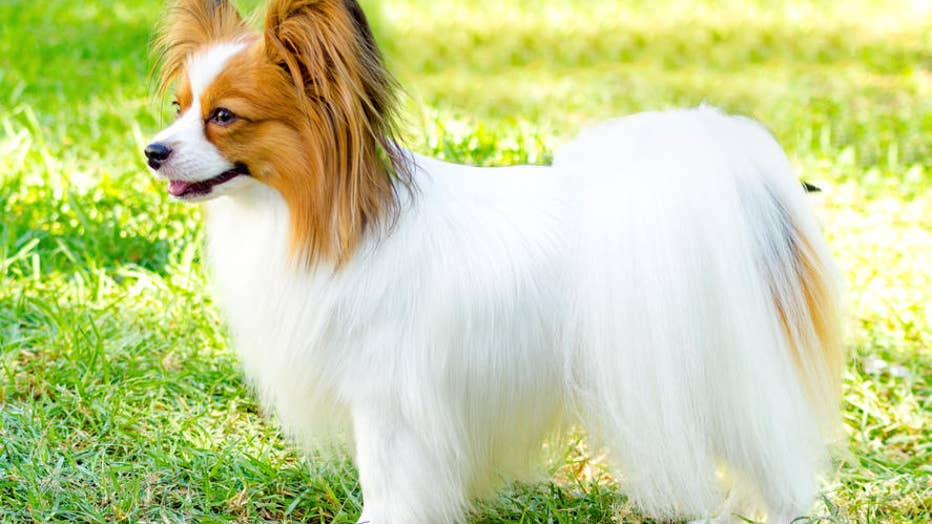 top 15 family dogs