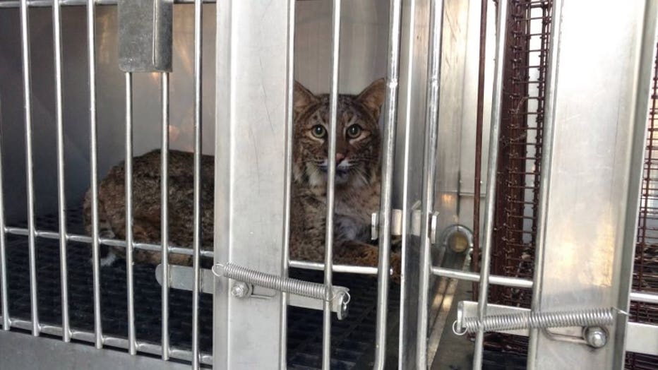 The bobcat resting at The Wildlife Center of Virginia in Waynesboro.