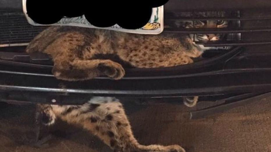 Bobcat waiting to be freed from Prius grill.