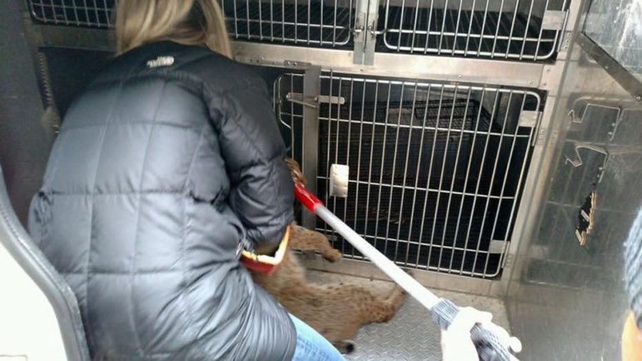 Peters carries the bobcat to a cage in the van.