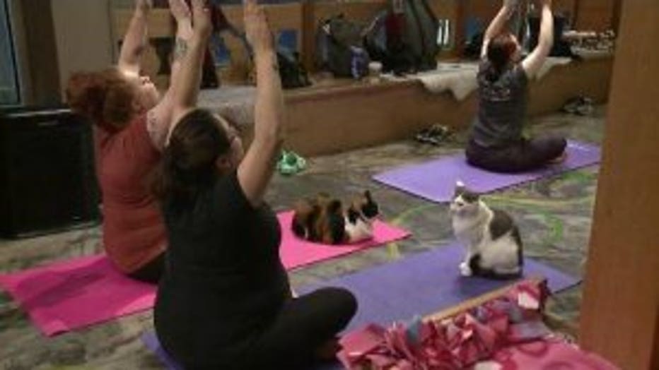 Seattleites Combine Yoga Cats For The Purrrrfect Combination