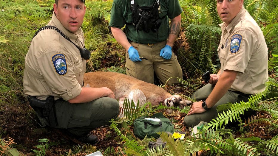 cougar attack washington