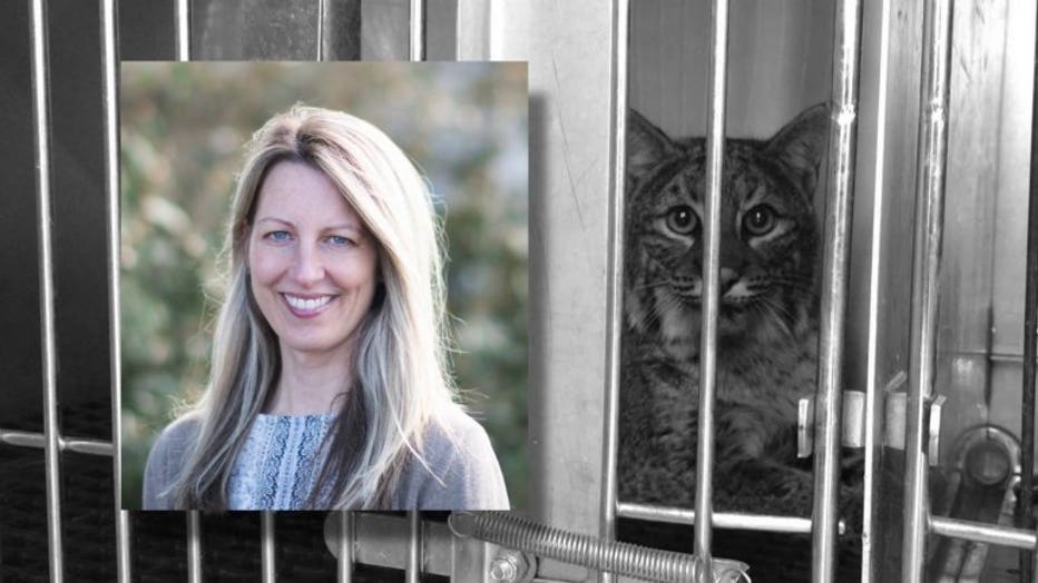 RACC Director Christie Peters, her father and RACC Officer Barbara Jones saved a bobcat from the grill of a Prius on Thanksgiving morning.