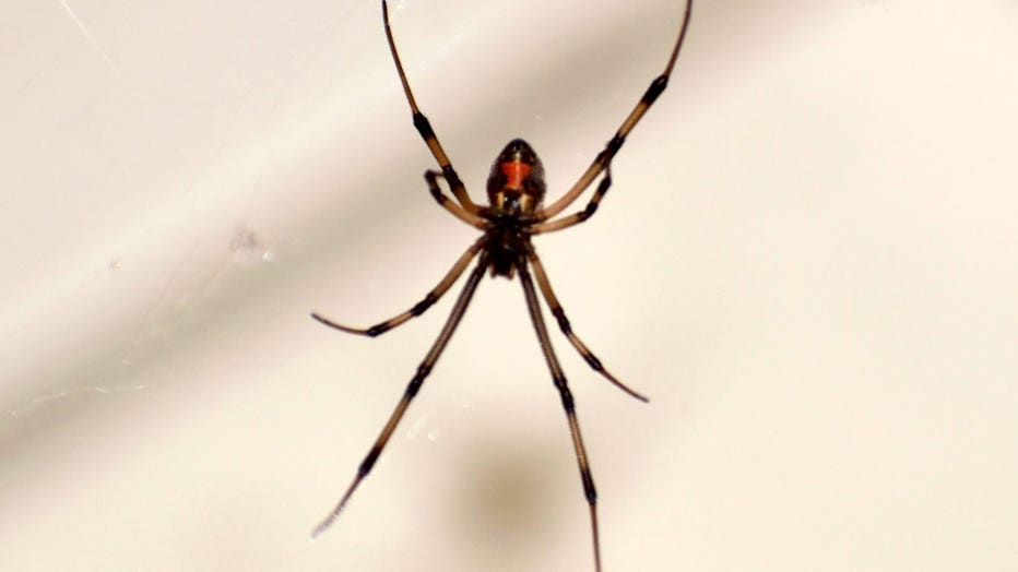 A Brown Widow Spider On Its Web