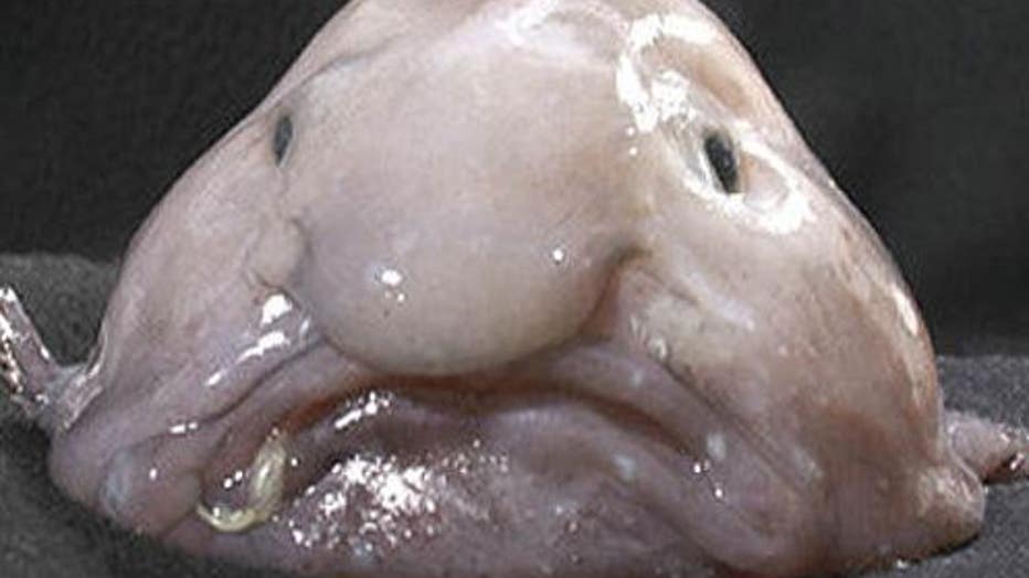 is the blob fish real｜TikTok Search