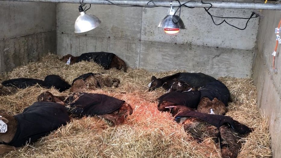 calves in jackets on stanwood dairy farm