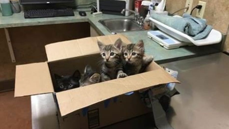 kittens in a box