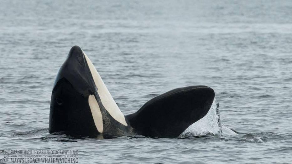 Southern Resident Orca, Puget Sound