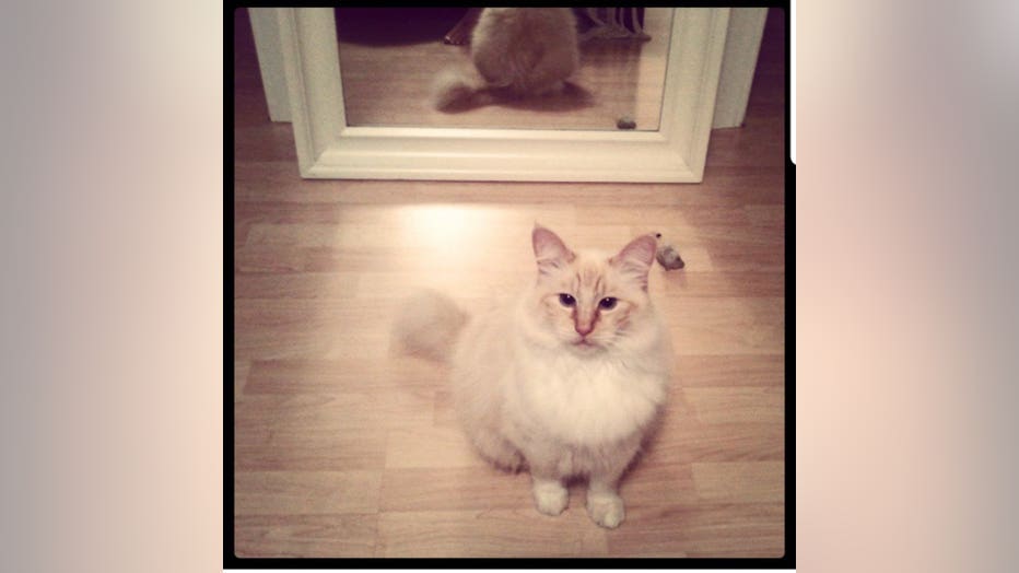 Cat the killer