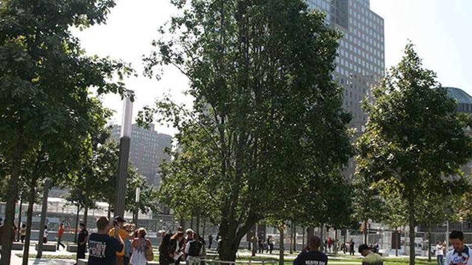 Waukesha to receive 9/11 Survivor Tree seedling