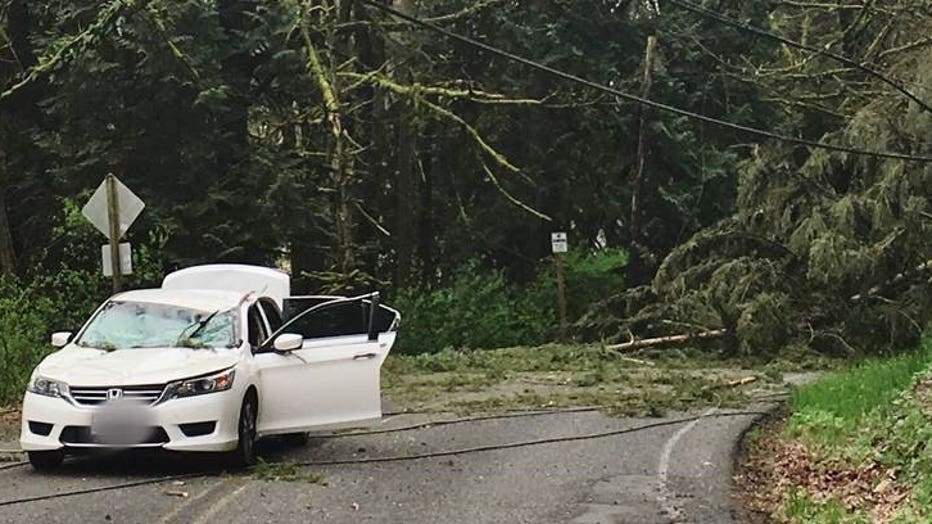 tree.on.car