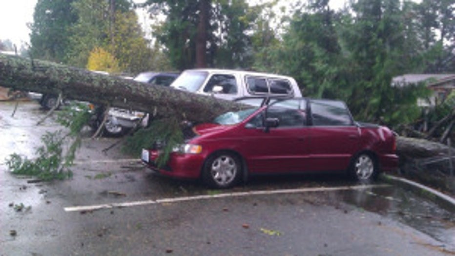 A tree falls on a car