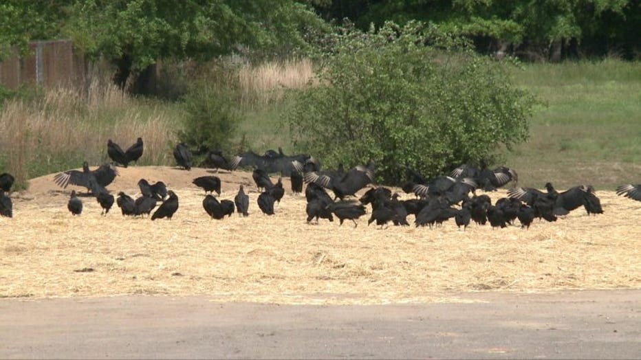 Vultures gather in a vacant lot near Robert E. Lee Elementary School.