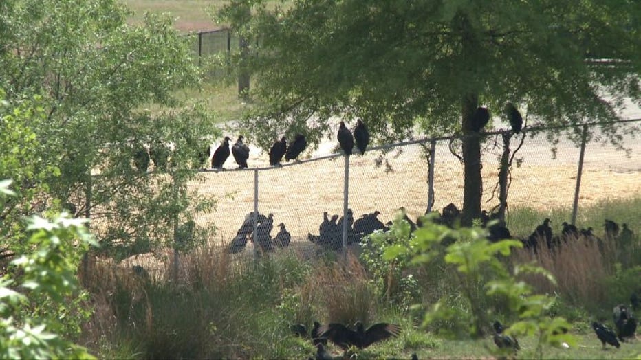 Vultures roost near Robert E. Lee Elementary School.