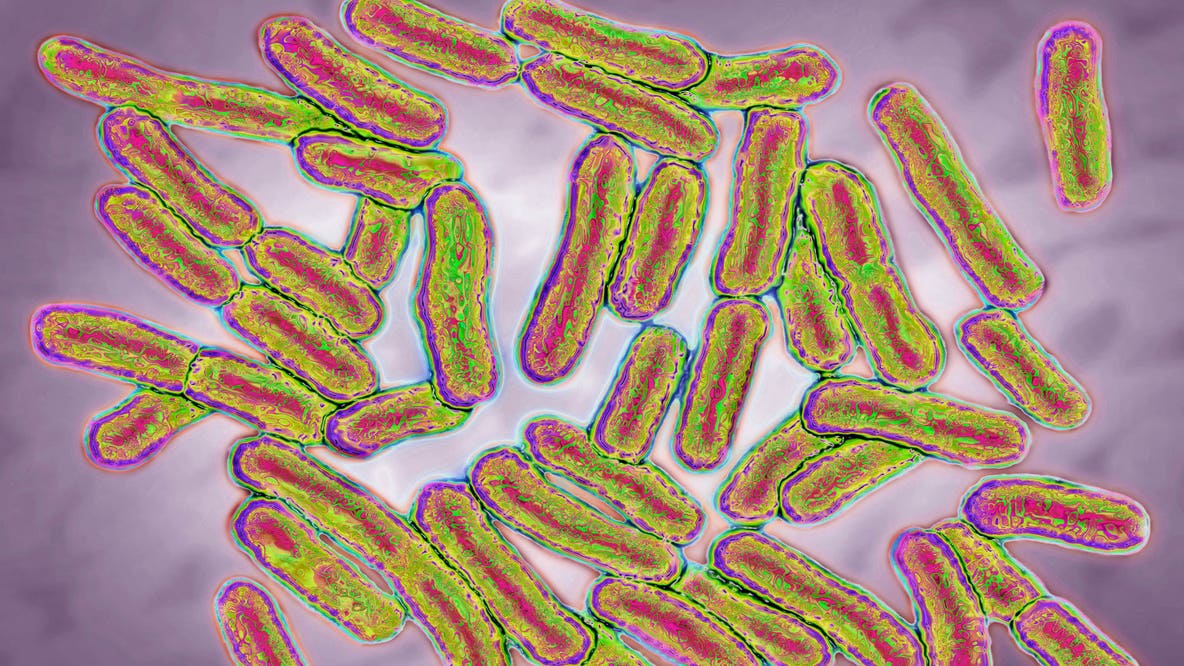 WA salmonella outbreak linked to broccoli sprouts leaves 13 sick
