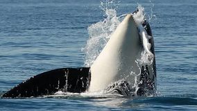 Chinook salmon decimated, southern resident orcas are residents no more