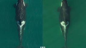 Aerial photos show 'a number' of pregnant southern resident orcas, researchers say