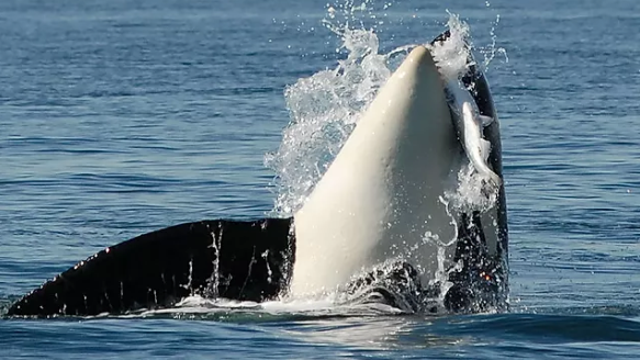 Chinook salmon decimated, southern resident orcas are residents no more